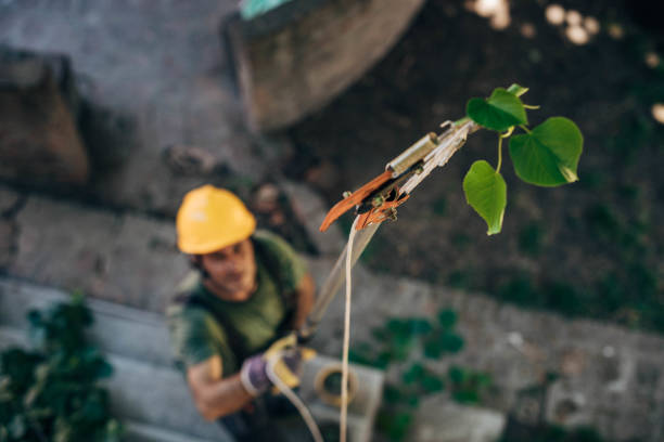 Best Storm Damage Tree Cleanup  in USA